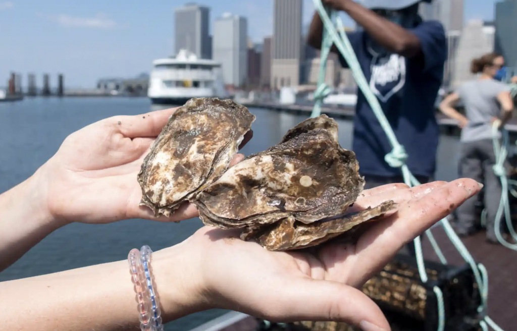 Can oysters save New York City from the next big storm?
